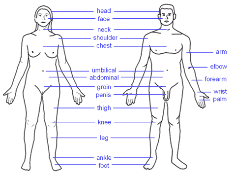 Image:Human body features.png